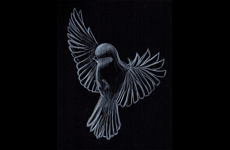 Oiseau sur fond noir